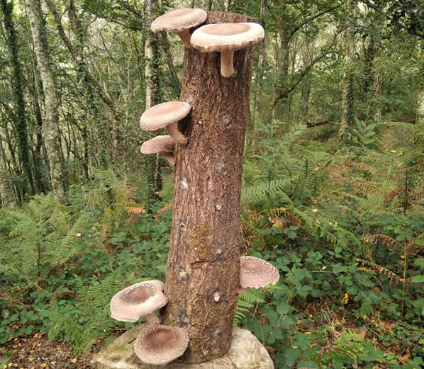 Portfolio Project Image